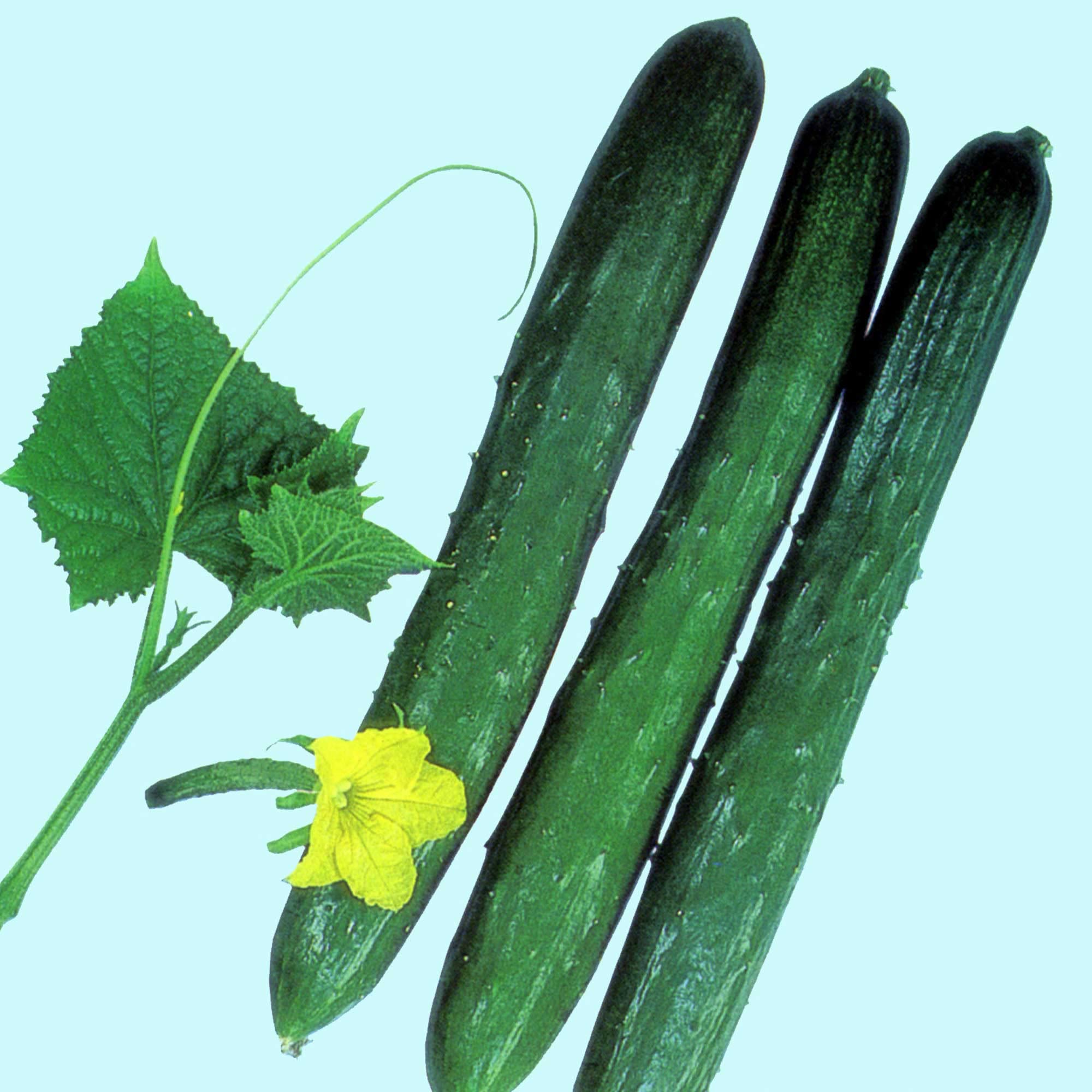 Amazon.com: Kitazawa Seed Co Cucumber Seeds - Tokiwa - 500 Mg